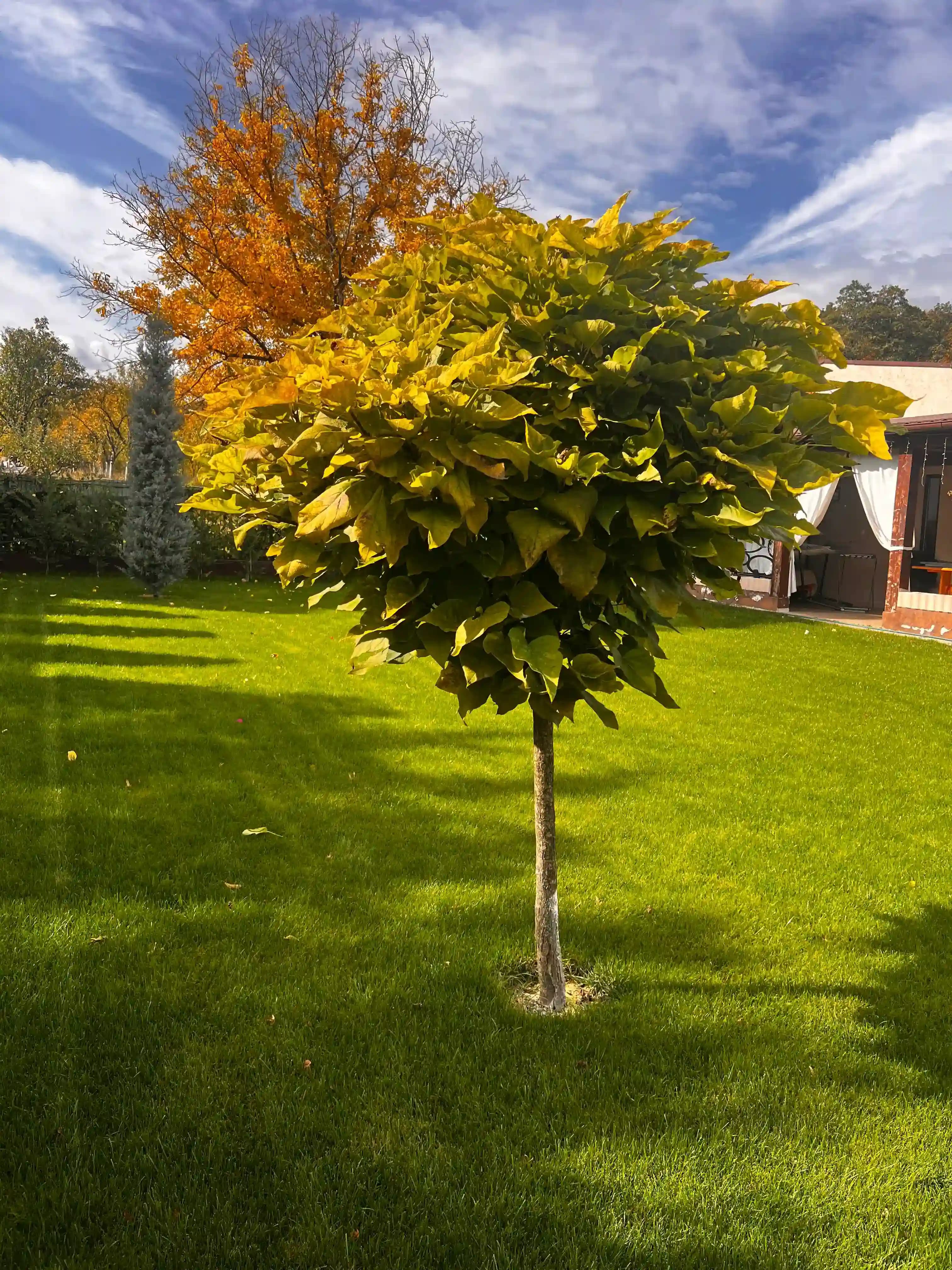 Garden background